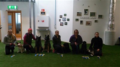 Hundskolans agilitycup
